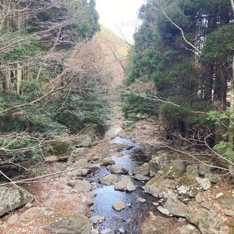 登りは沢沿いのコースで