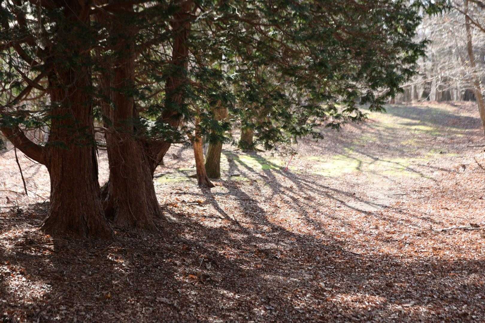 石投山 周回コースの写真