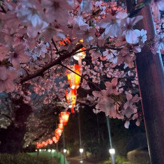 上野公園賑わってました