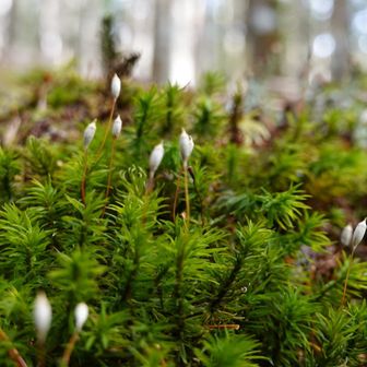 苔むす森へようこそ。