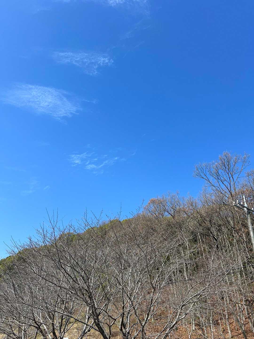 久々の青空🩵ミモザロード歩けて、たくさんのミモザに感動した高尾山でした😊