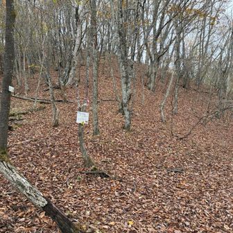 写真では分りづらいが、分岐となっている。
ここを右に進み、升形山を目指す。