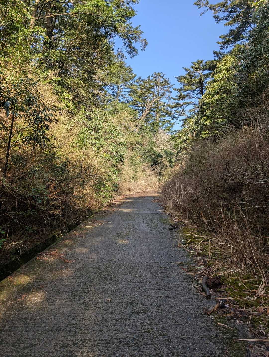 林道をしばらく歩く