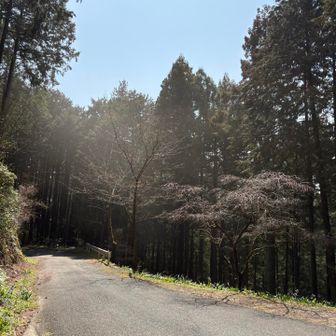 このブワーとしたのは花粉？