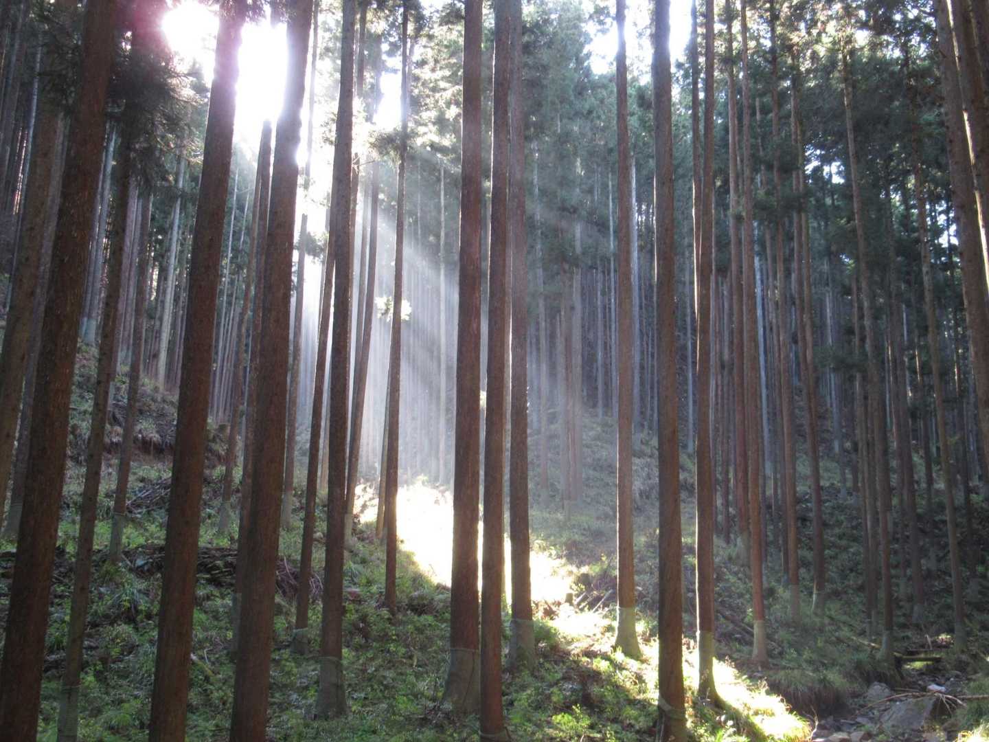 陽射しで綺麗でした✨