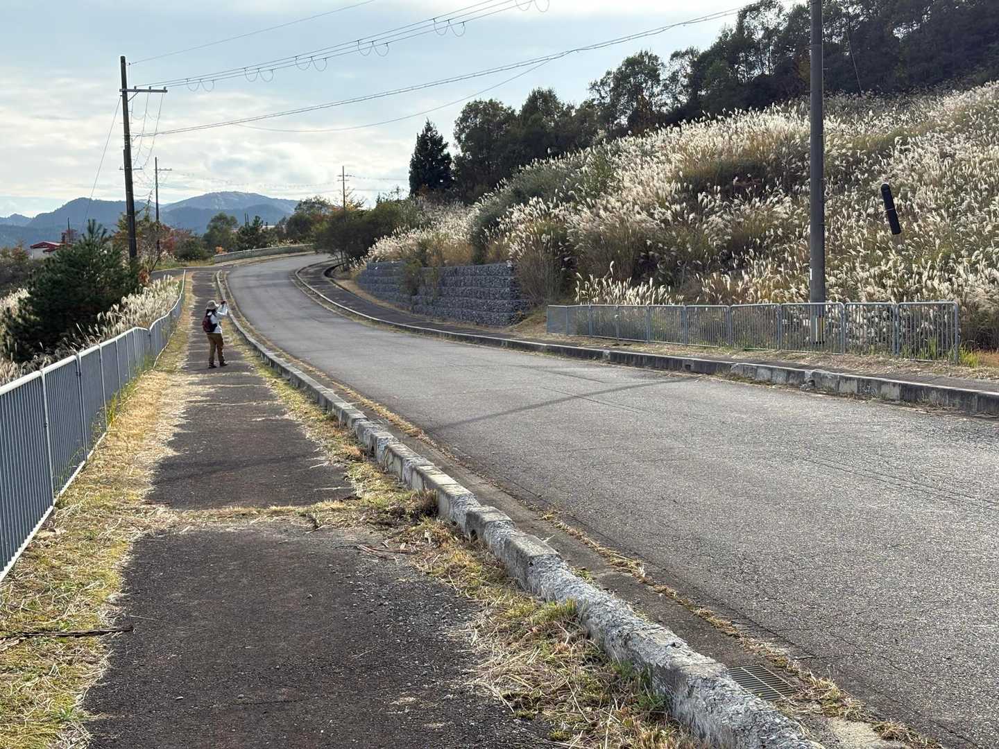 ススキ🌾は陽の光が当たるとキラキラしますね✨