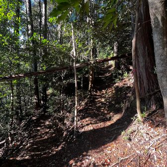 突然の分岐。YAMAPのコメント確認したら、右手でした。