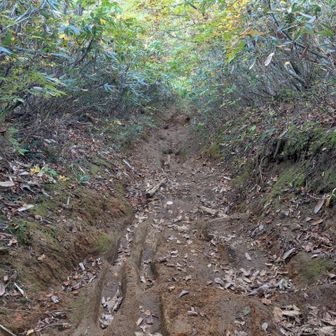 旧道はドロドロ道、滑らないように走る🏃