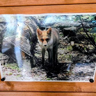 この小屋を建てていた時に撮影したキツネらしい(狐は夜にシルエットしかみたことないので、いつかみたいな😊)
