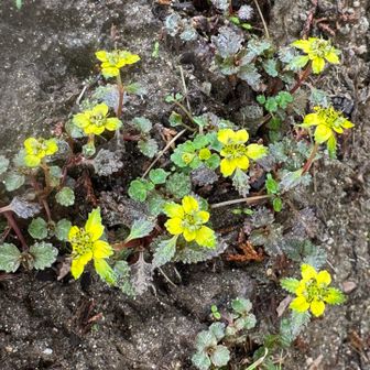 ニッコウネコノメソウ