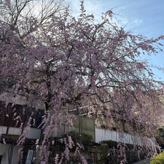 真言宗豊山派総本山長谷寺総受付前の枝垂れ桜🌸