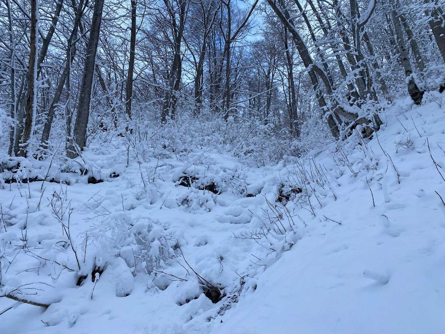 尾根から氷瀑への下りは藪多めですが面白かった