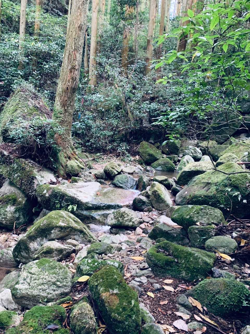 猫谷川新道登山口-宝満山 往復コースの写真