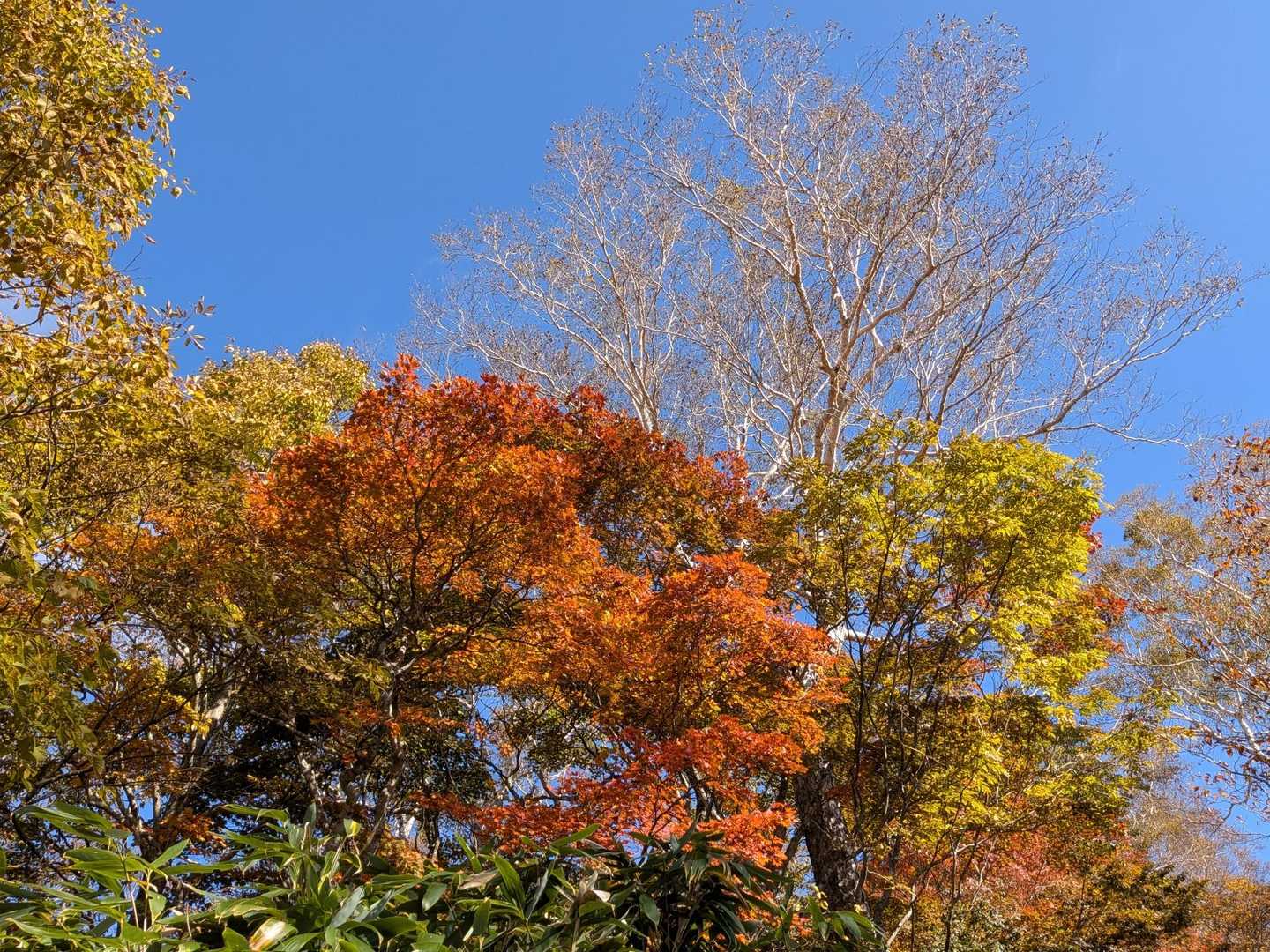 イイね👍️
