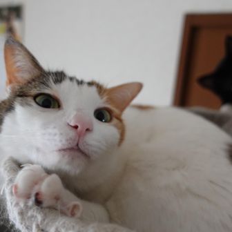 さとアキ
