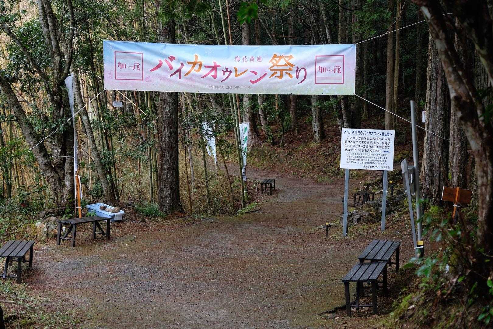 程なくバイカオウレンの群生地に到着。
本命のバイカオウレンは後ほど。