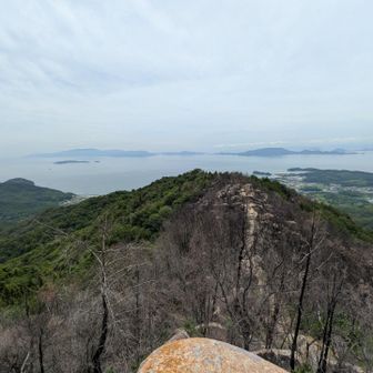 八丈岩からの瀬戸内海
焼けた樹林
登山道が　よく見える