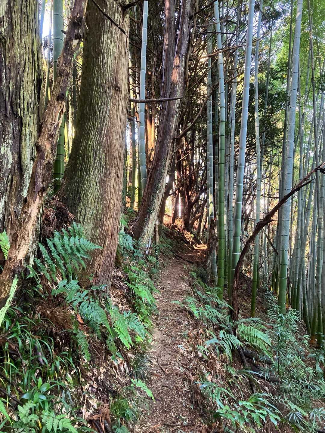 福成山-茶臼山-賤機山-浅間山-浅間神社登山口 縦走コースの写真