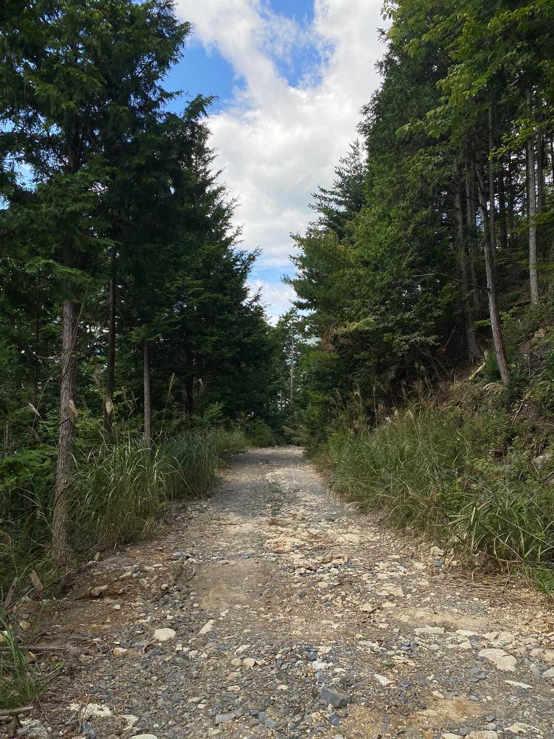 ひたすら林道歩きに
