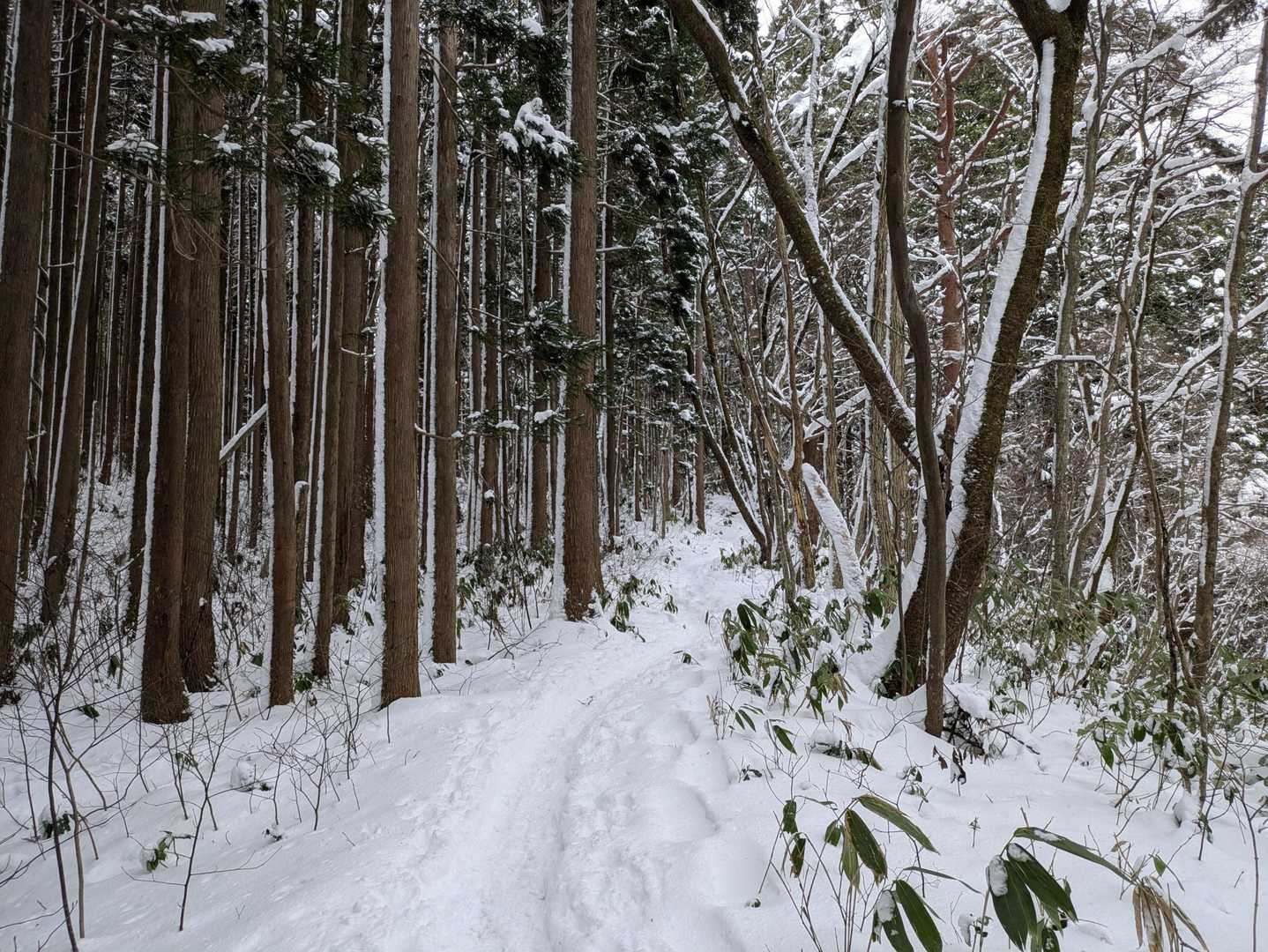 冬は夏より明るく感じる。
特にここら辺。
開放感が増すのでイイ。