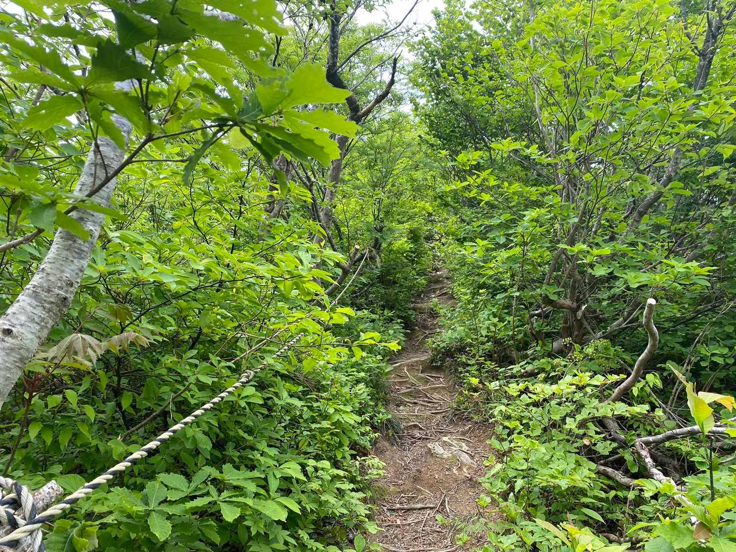 あちこちに黄色ロープしてあって、親切ですね😃
丸岡山の会の方、ありがとうございます🙇‍♀️
