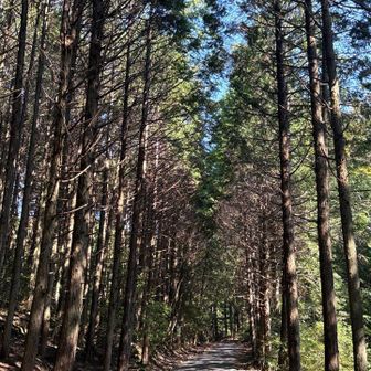 猿投山に来ました
山は静かです

静かそうな林道でしょ✨

登山者さんの会話と熊ベルが響きます

紅葉はこれからだね🍁