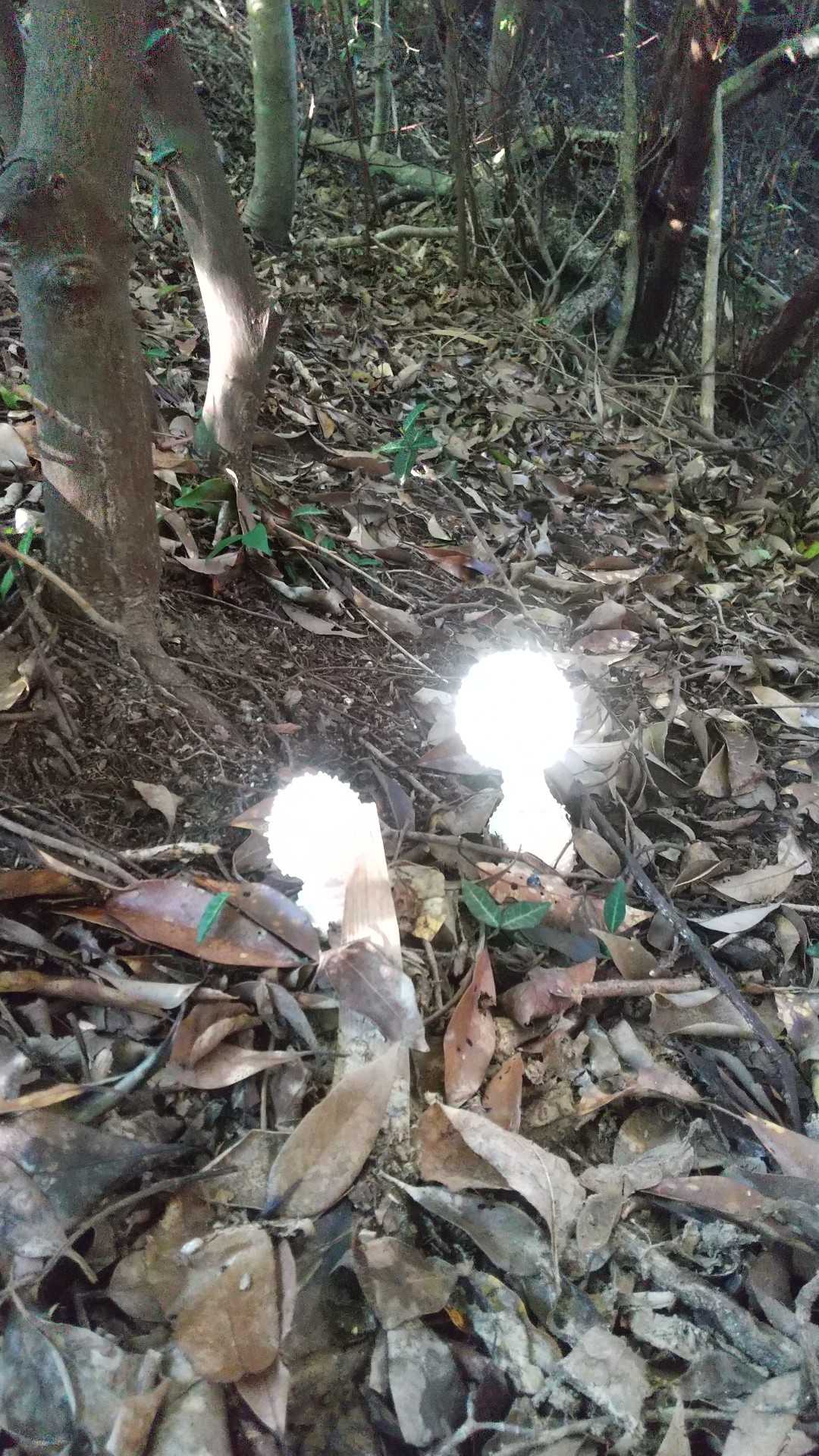 発光してるみたいで コワイ(笑)