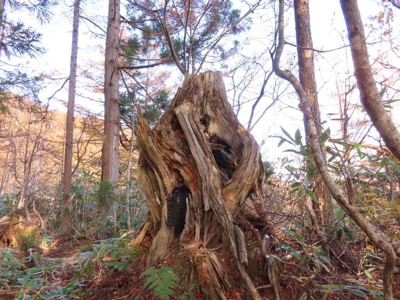 猪臥山 周回コースの写真