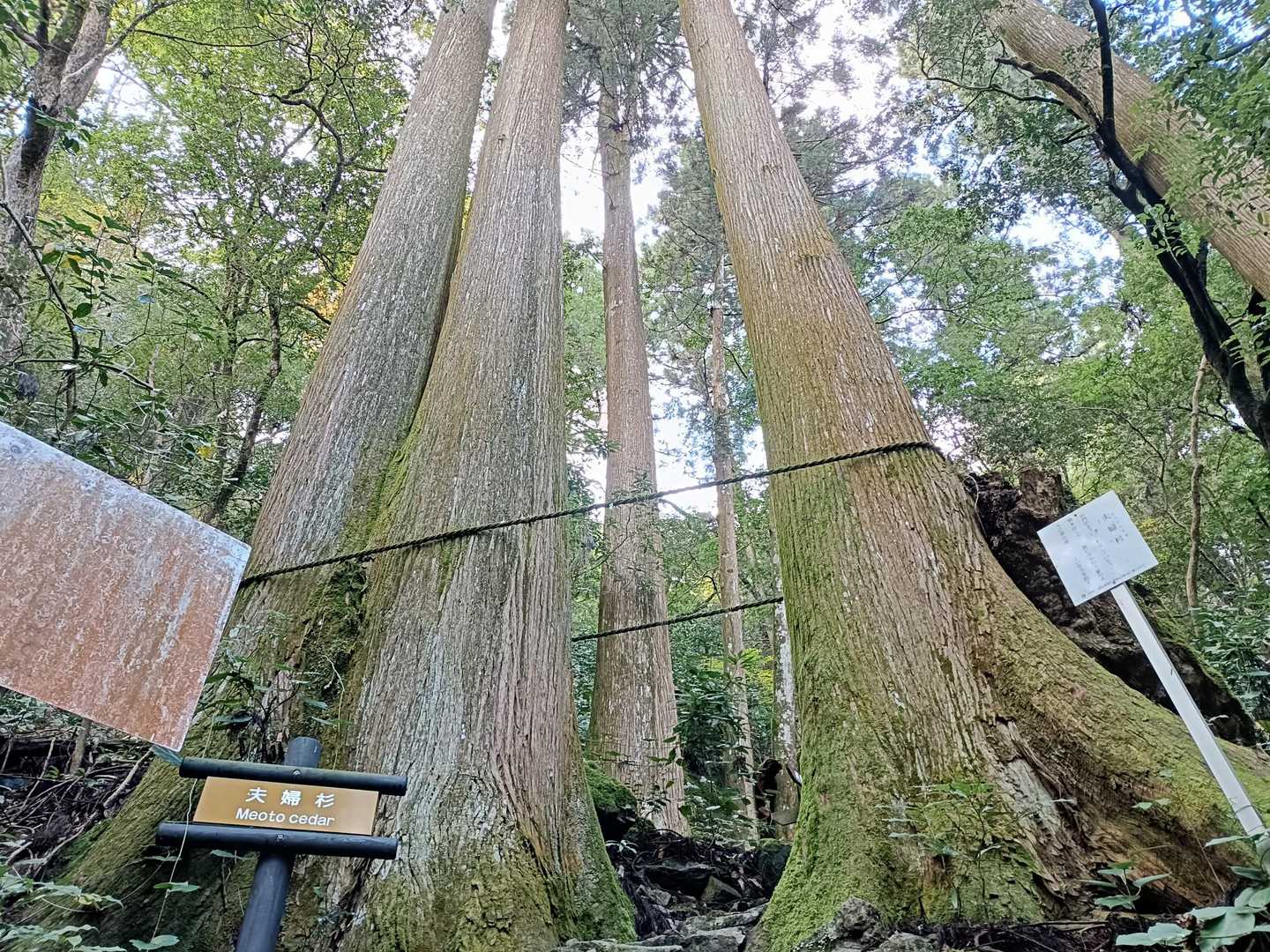横倉山 周回コースの写真