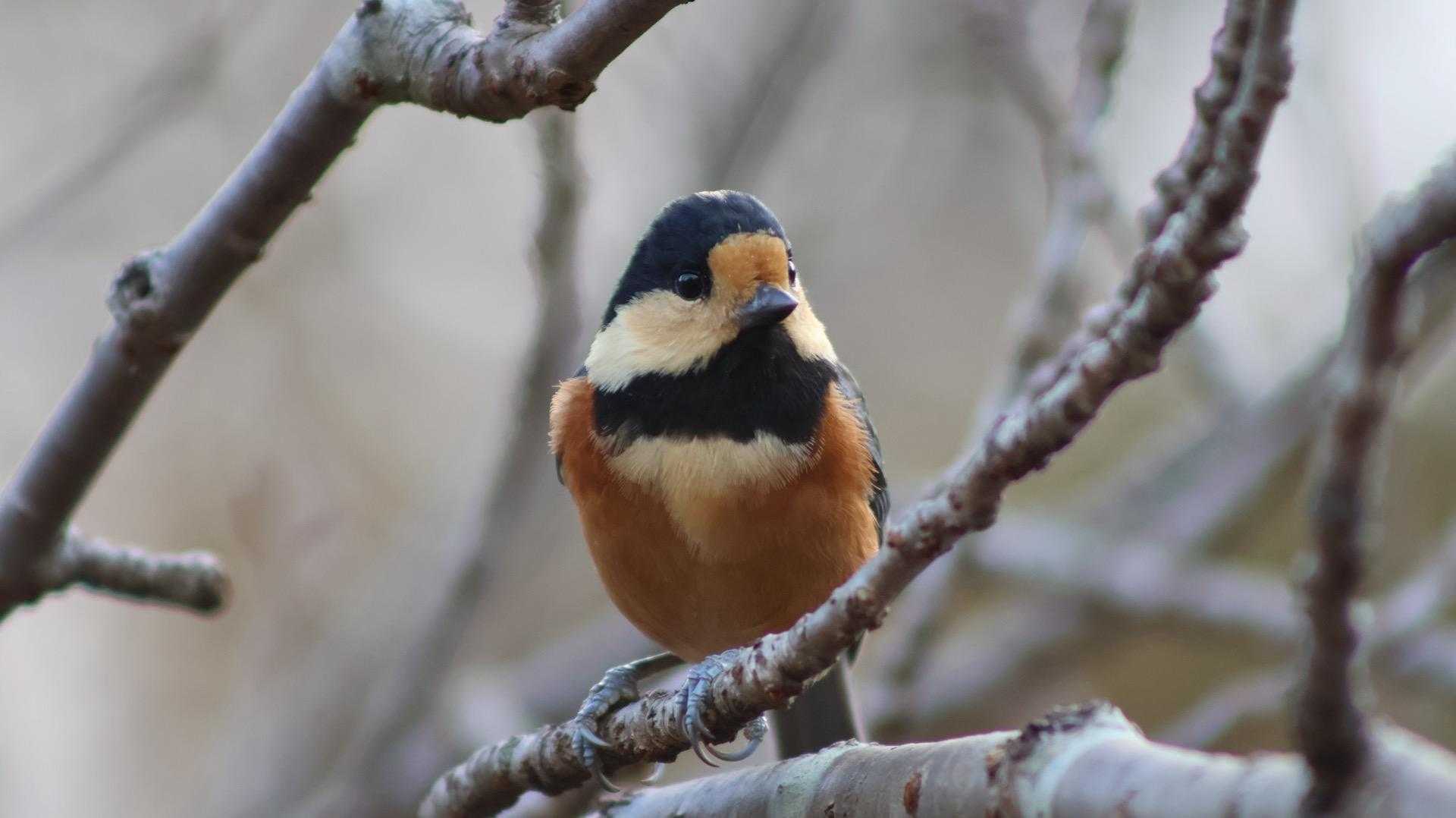 ヤマガラさん🐦