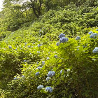 丸小山公園は紫陽花が満開でした