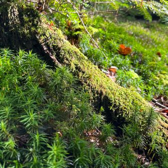 苔に日が当たって綺麗。
