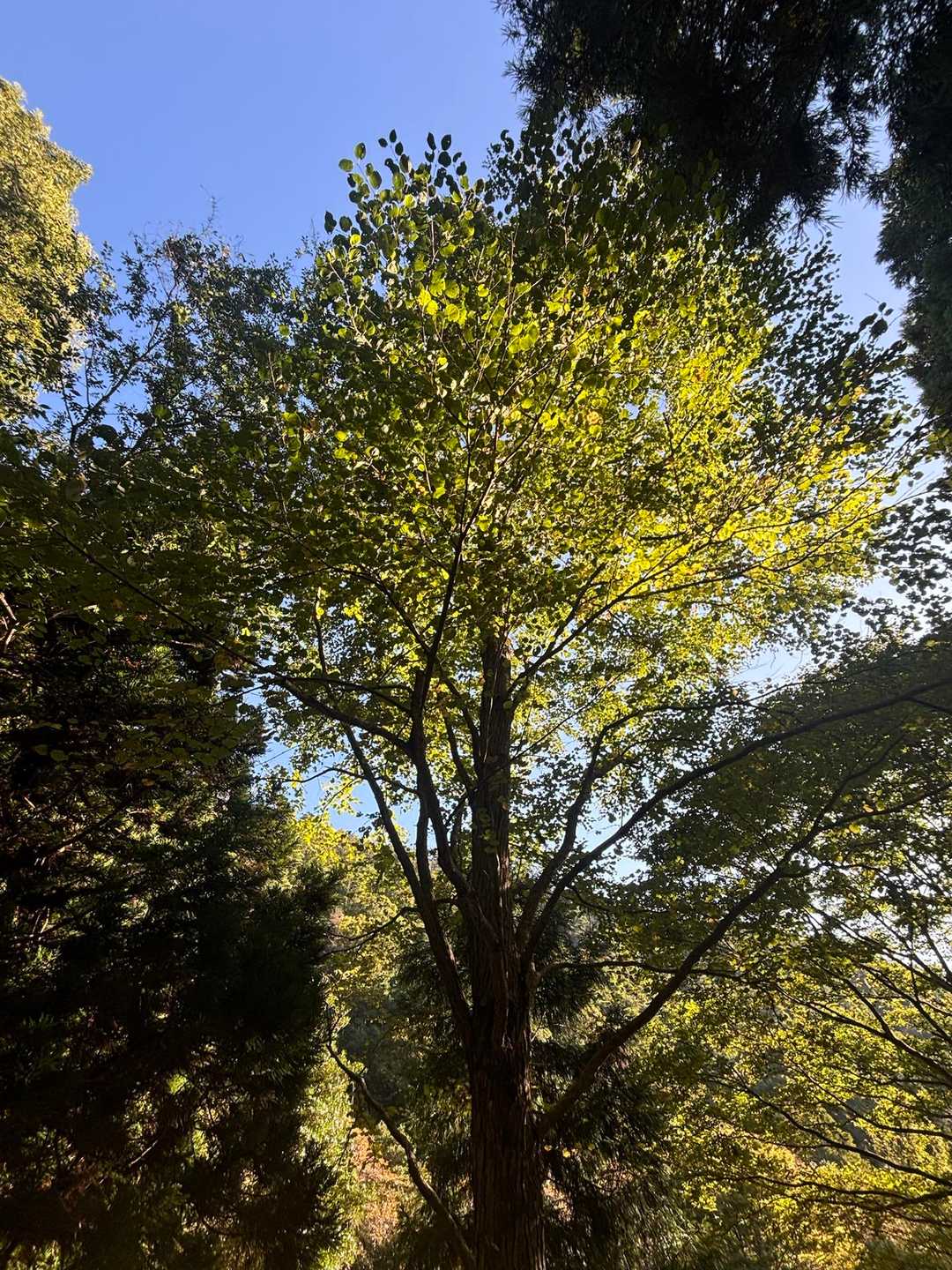 カツラの木🌳
甘い香りがするので　すぐわかります