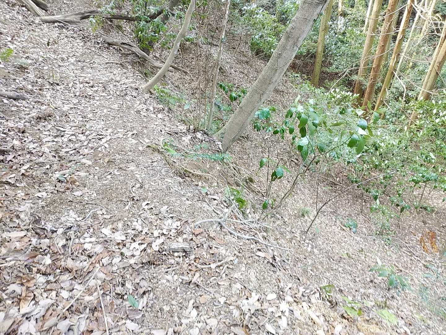 金山 往復コースの写真