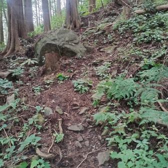 初めから、そこそこ急な登り。