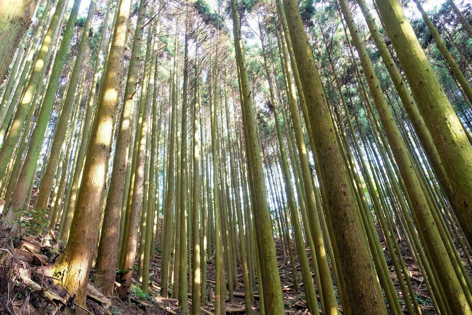 新城・茶臼山登山口-新城-茶臼山-金満山-赤牟田ノ辻 周回コースの写真