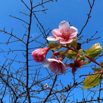 サクラ🌸？咲いてます🤔
