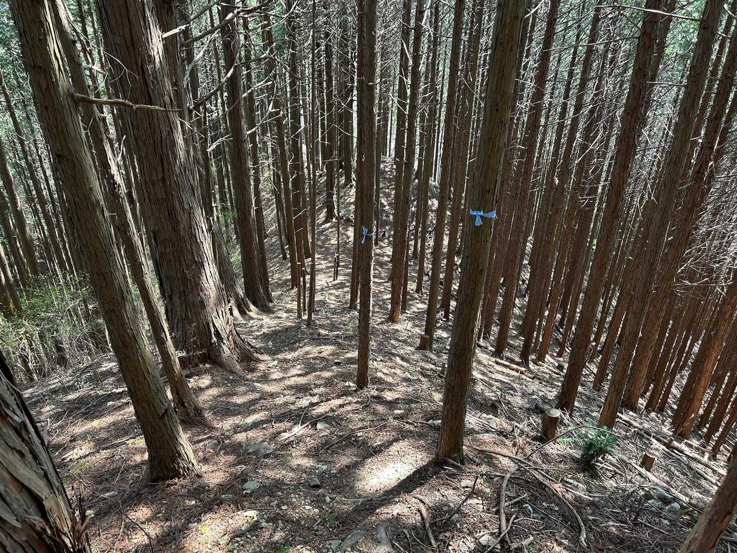 松生山からは、樹林帯が多く急登下りです💦