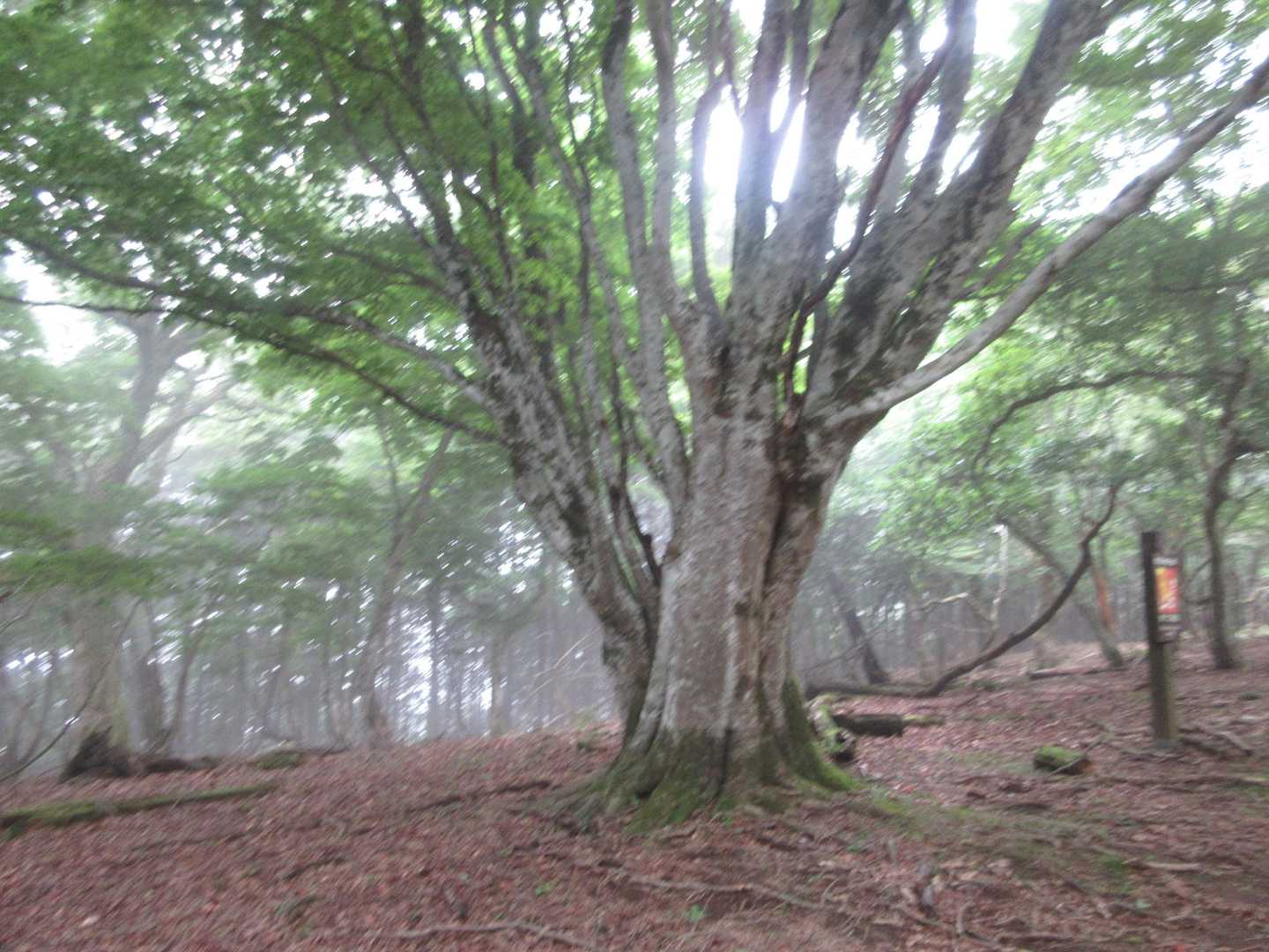 東峰に期待して