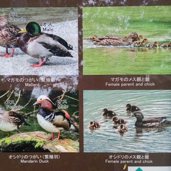 マガモ、オシドリの説明