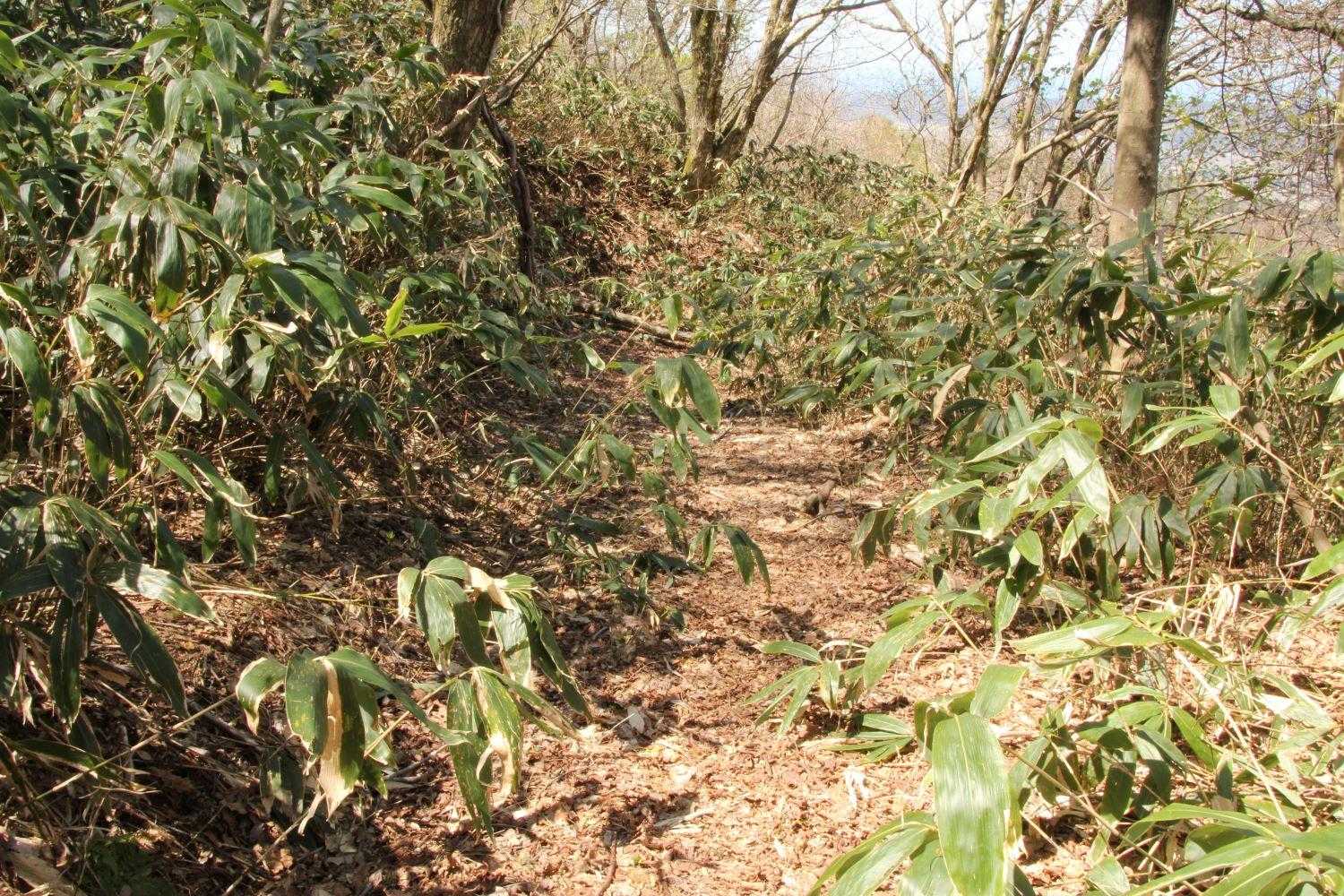 遊歩道は峠まで続いていたのですが、次に行きたくなったので少年自然の家の方に続く抜け道へ。