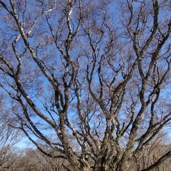 青空に映える神秘的な雪原八方ブナ