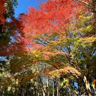 グラデーションがいいなー
