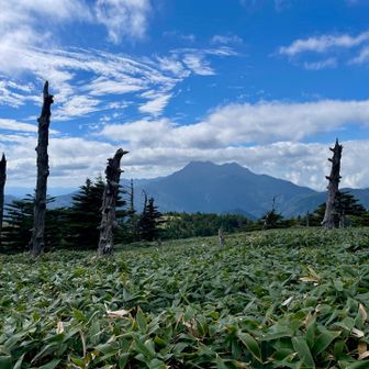これこれ👀瓶ヶ森で見たかった風景
瓶ヶ森の象徴の白骨林と氷見二千石原の伊吹笹
そして目の前に石鎚山がドーン