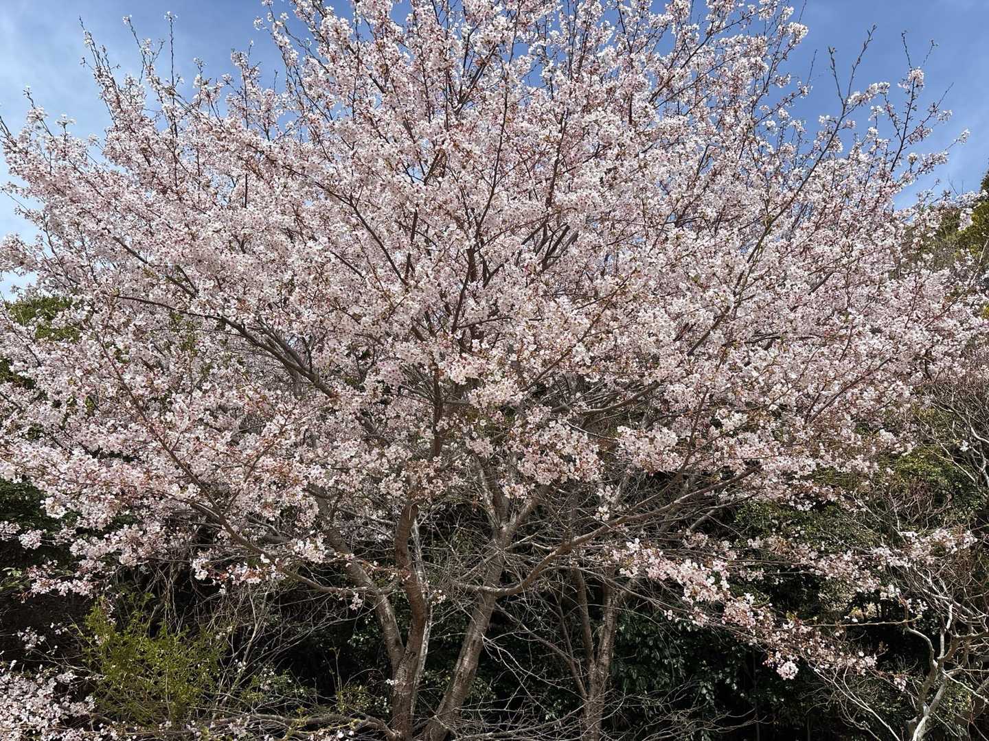 須磨浦公園ハイク