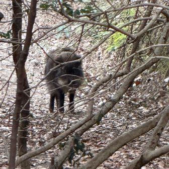 紀泉アルプス・飯盛山・ボンデン山 アップ
