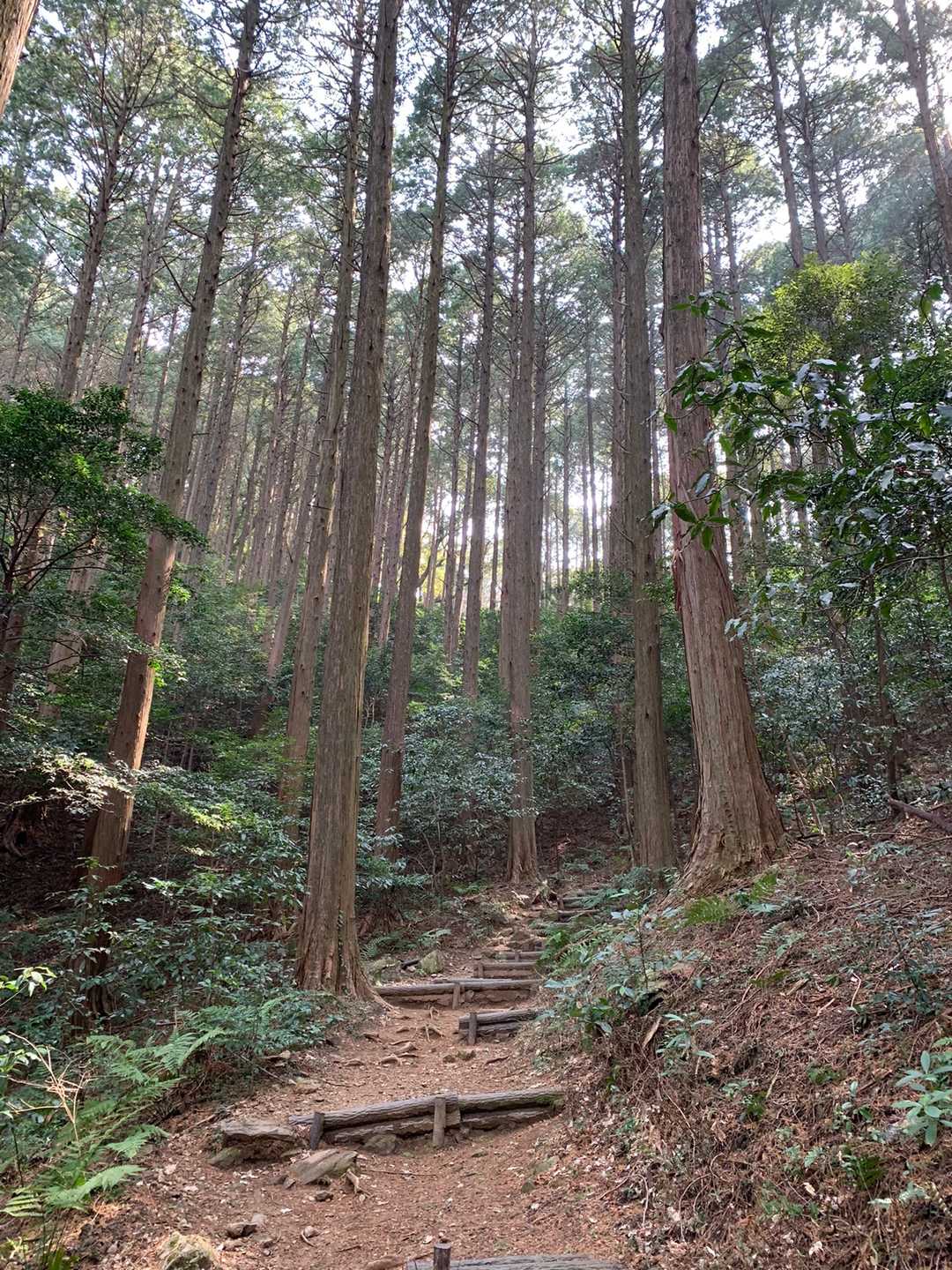 宮路山-赤坂山 往復コースの写真