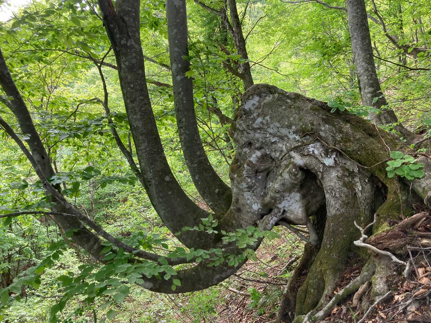 名物マンモス木🦣