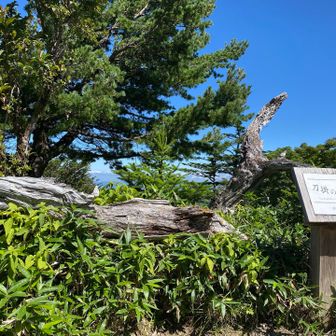 『刀掛の松』こんなに笹に埋もれてたっけ？