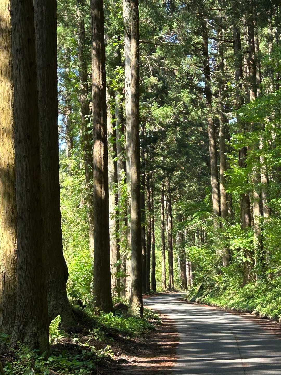 遣水観音山-遣水山観音堂 周回コースの写真